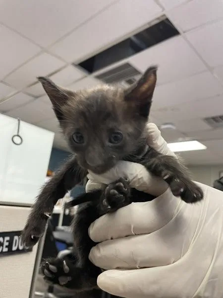 A baby small-sized female Domestic Short Hair cat named Nova for adoption in Victorville, CA