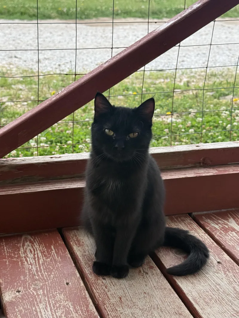 A young medium-sized female Domestic Short Hair cat named Wisp for adoption in Auburn, NE