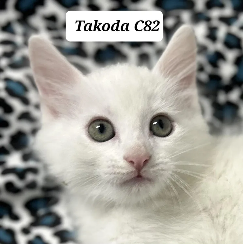 A baby medium-sized male White Domestic Long Hair cat named Takoda for adoption in Morganton, NC