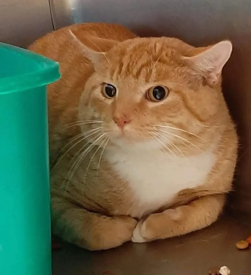 An adult large-sized male Domestic Short Hair cat named Linus Bonded With Atlas for adoption in Ballwin, MO
