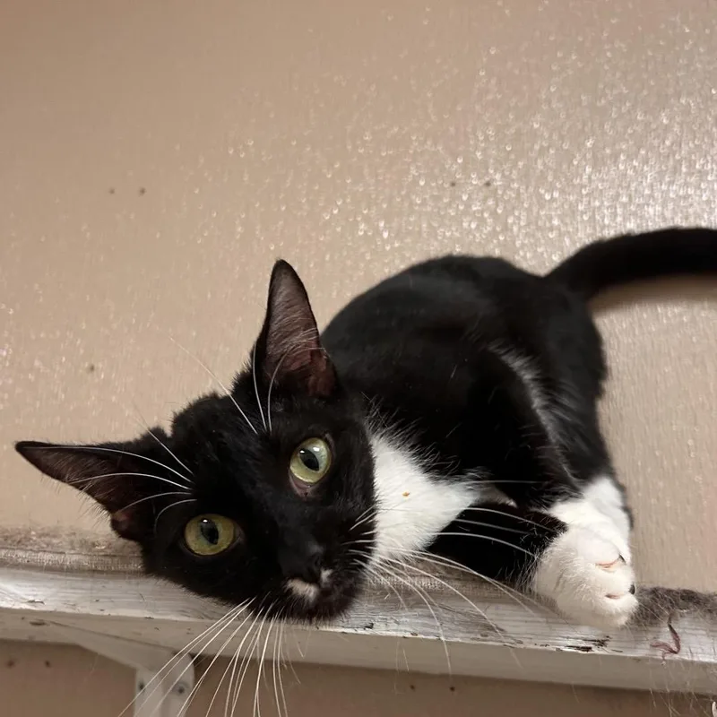 Callie