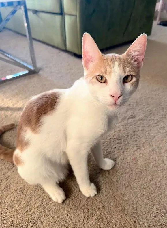 Gemini & Mystery  thumbnail 2