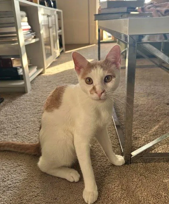 Gemini & Mystery  thumbnail 3