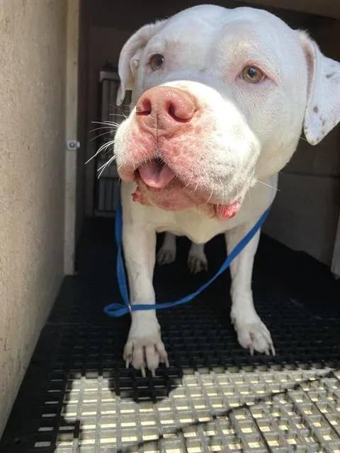 An adult extra large-sized female Pit Bull Terrier dog named Xena for adoption in Killeen, TX