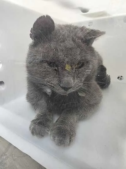 An adult small-sized male Domestic Short Hair cat named Agron for adoption in Sevierville, TN