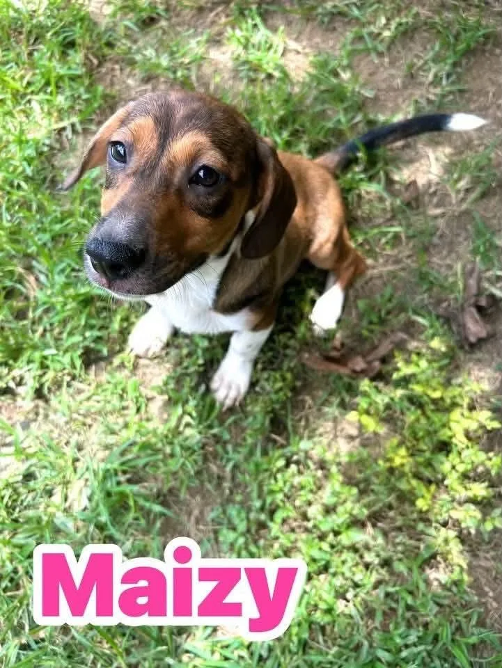 A baby medium-sized female Brown / Chocolate Beagle dog named Maizy for adoption in Watertown, CT