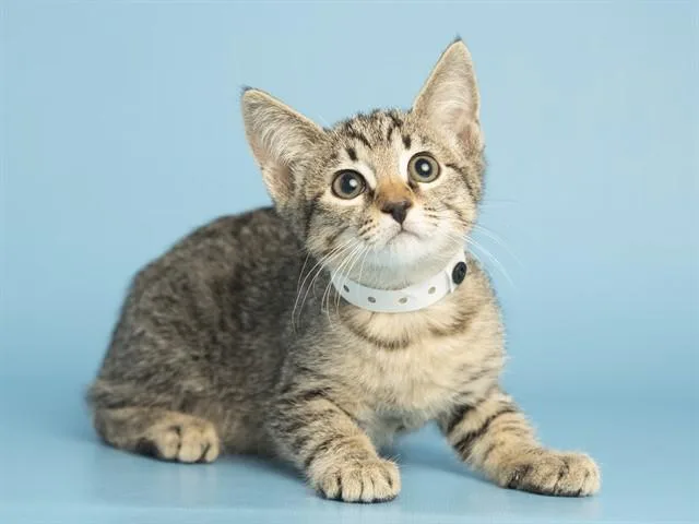 A baby small-sized female Domestic Short Hair cat named Remy for adoption in Phoenix, AZ