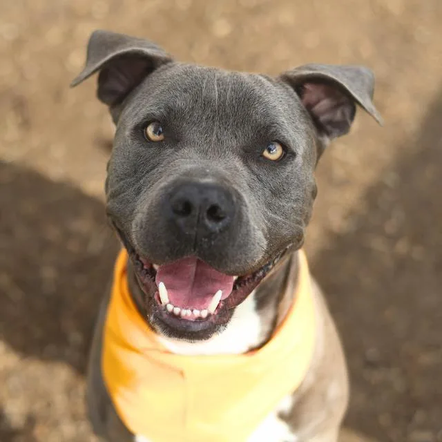 An adult large-sized male American Staffordshire Terrier dog named Brew for adoption in San Antonio, TX