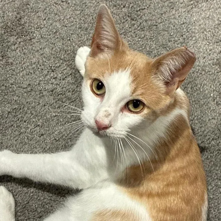 A young medium-sized male Orange / Red Domestic Short Hair cat named Cadillac for adoption in Abingdon, MD