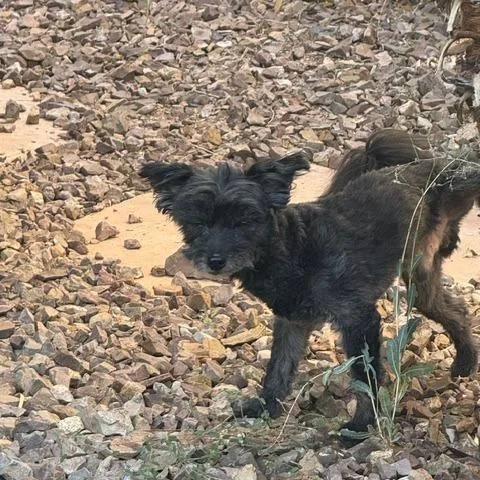 An adult small-sized male Miniature Poodle dog named Lenny for adoption in North Las Vegas, NV