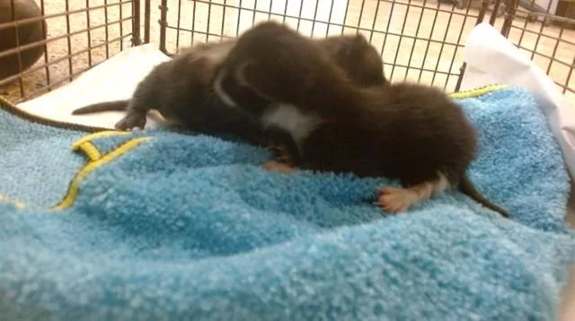 A baby small-sized male Domestic Short Hair cat named Zeb for adoption in Miami, FL