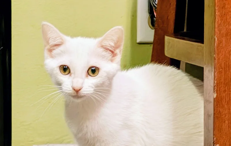 A baby medium-sized female White Domestic Short Hair cat named Breeze for adoption in Springfield, PA