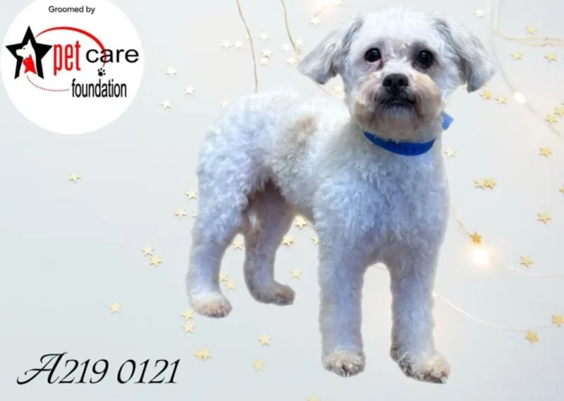 An adult medium-sized female Terrier dog named Tita for adoption in San Pedro, CA