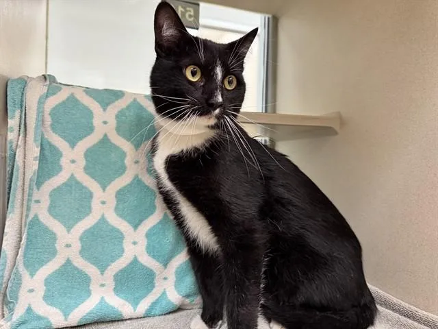 A young small-sized male Domestic Short Hair cat named Kyle for adoption in Pueblo, CO