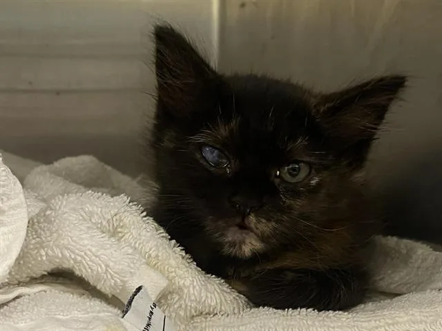 A baby small-sized female Domestic Medium Hair cat named Rumi for adoption in Tustin, CA
