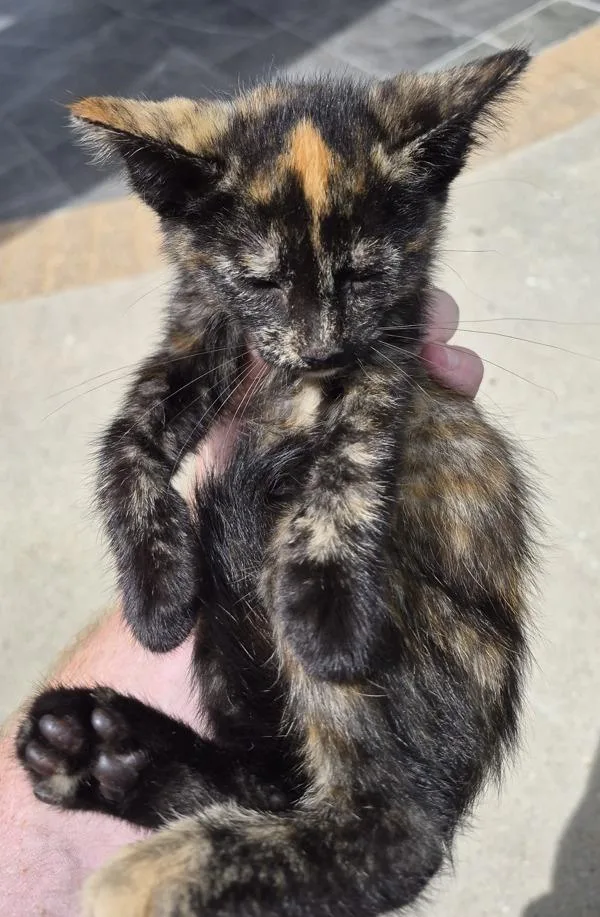 A baby small-sized female Domestic Short Hair cat named Pen  Asta for adoption in Lawrenceville, GA