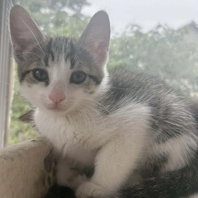 A baby medium-sized male Tabby (Gray / Blue / Silver) Domestic Short Hair cat named Tater Tot for adoption in Delta, OH