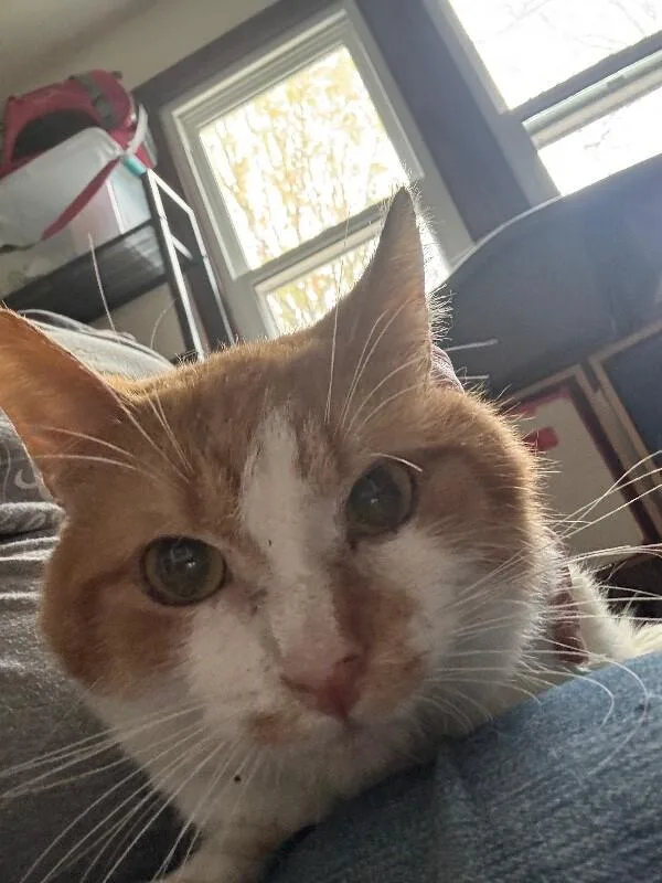 An adult medium-sized male Orange / Red Domestic Short Hair cat named Wave for adoption in Grand Rapids, MI