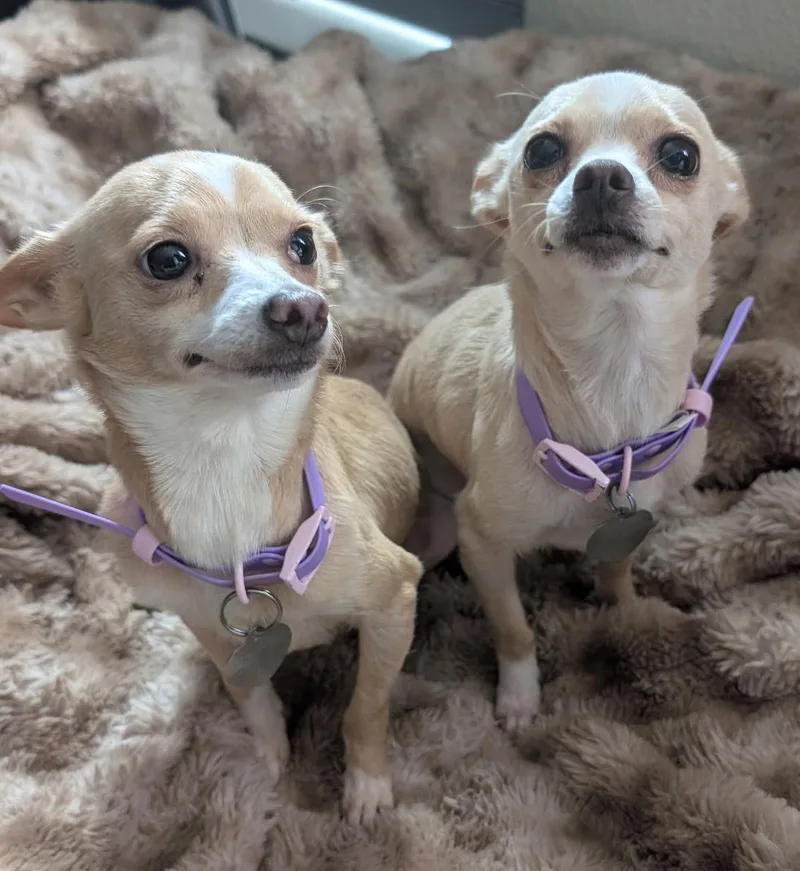 Perky & Karen