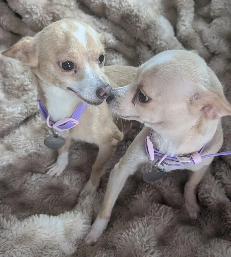 Perky & Karen thumbnail 2