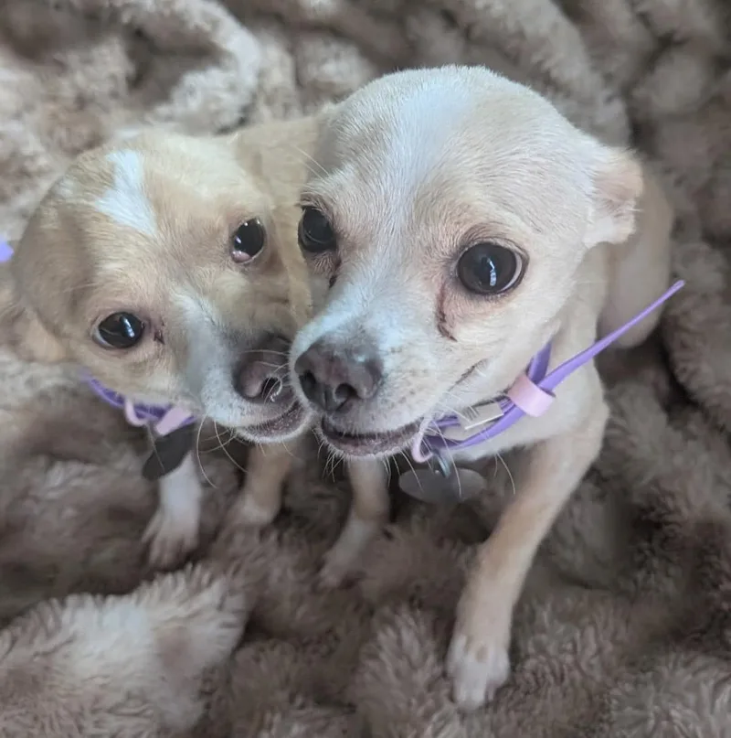 Perky & Karen thumbnail 3