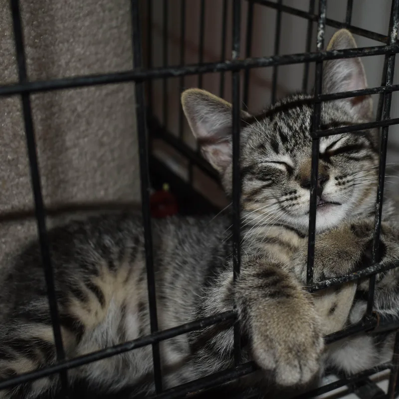 Rascal thumbnail 2