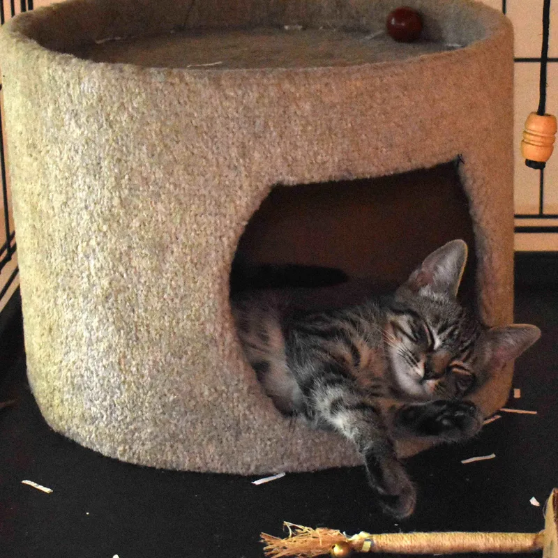 Rascal thumbnail 3