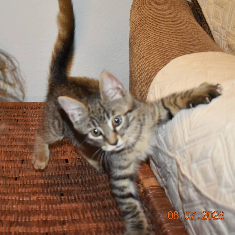 Rascal thumbnail 5