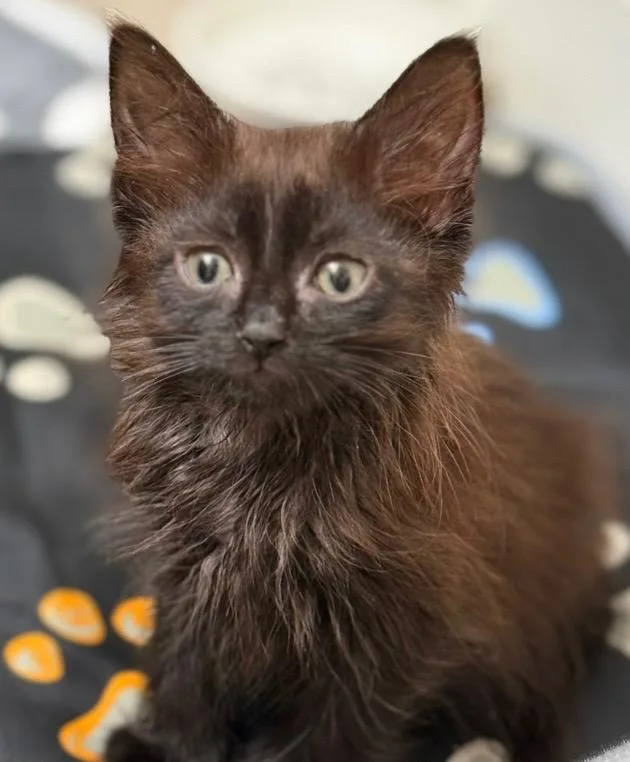 A baby small-sized female Domestic Short Hair cat named Stephanieh for adoption in Leonardtown, MD