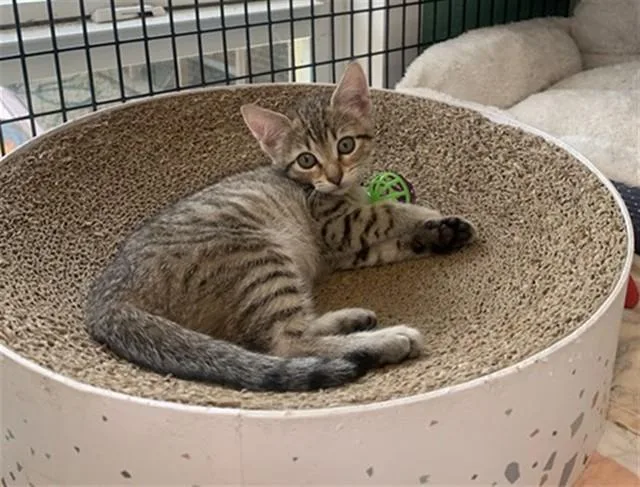 A baby small-sized male Domestic Short Hair cat named Opie for adoption in Sarasota, FL
