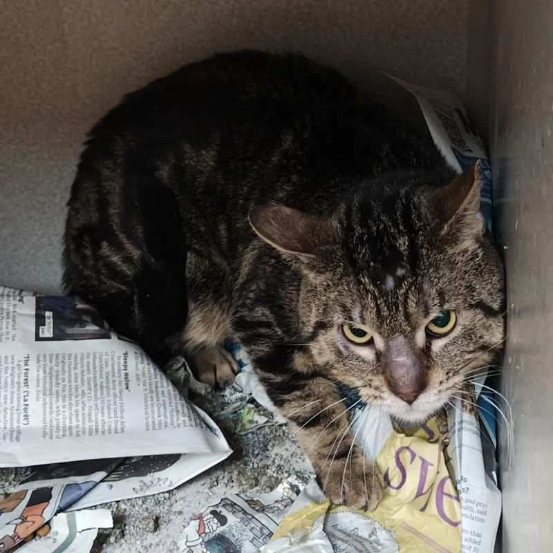 An adult small-sized female Brown / Chocolate Domestic Short Hair cat named Alice for adoption in Madison, WI