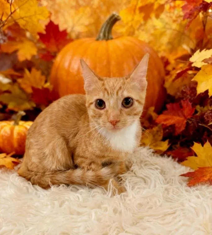 A baby small-sized female Domestic Short Hair cat named Agnes for adoption in Tehachapi, CA