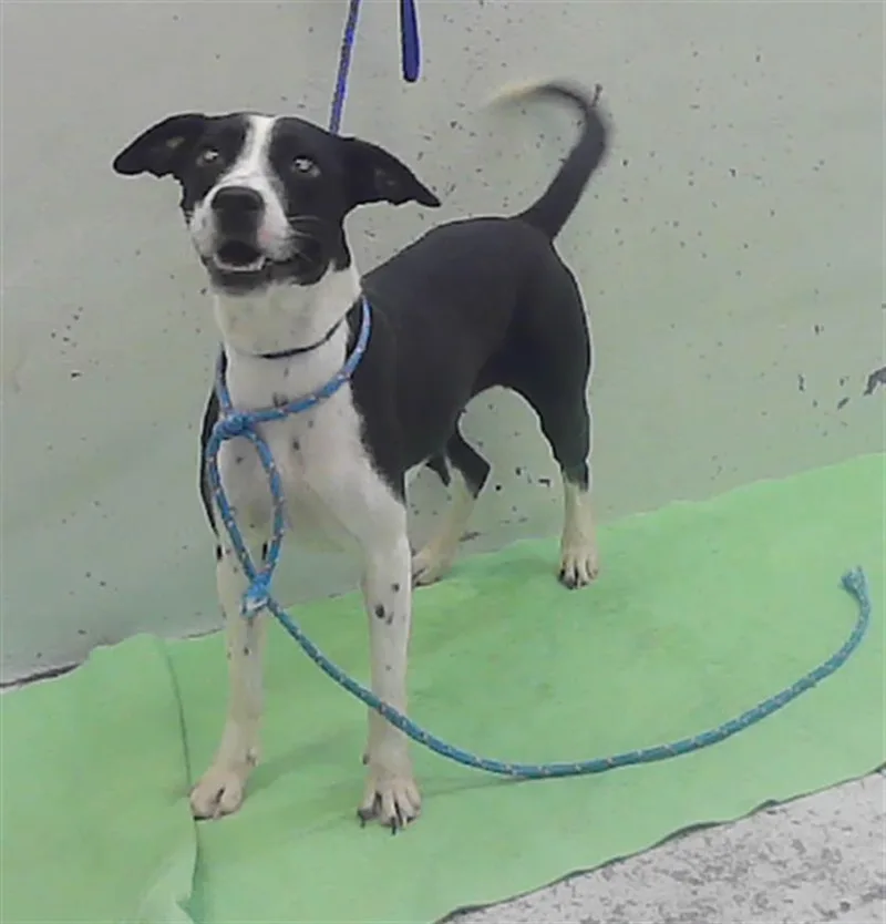 A senior medium-sized female Border Collie dog named Luna for adoption in Houston, TX