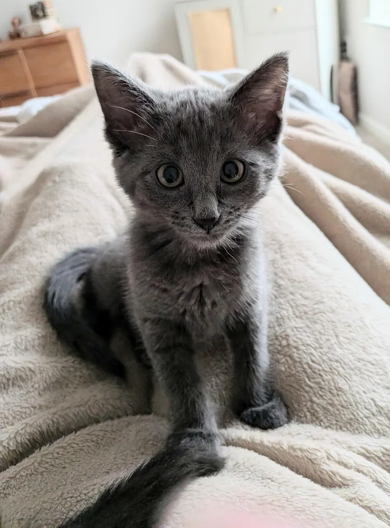 A baby medium-sized female Gray / Blue / Silver Russian Blue cat named Owl for adoption in Overland Park, KS