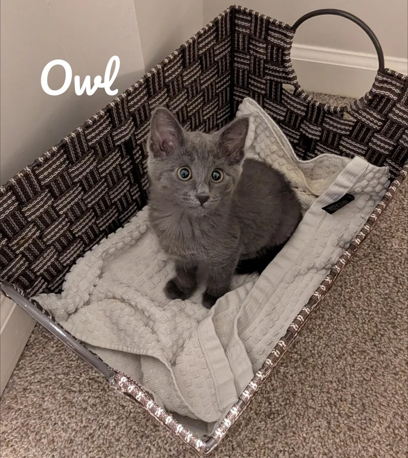 Owl thumbnail 2