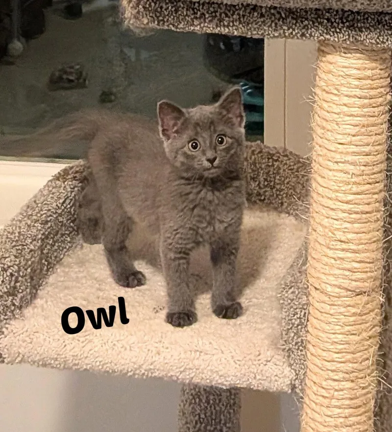 Owl thumbnail 3