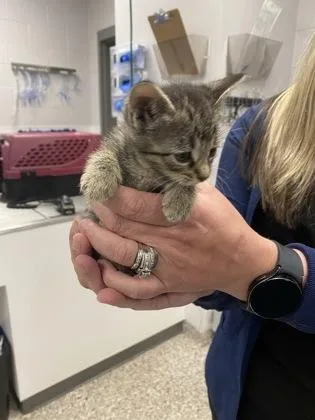 A baby small-sized female Domestic Short Hair cat named Green Band for adoption in Gastonia, NC