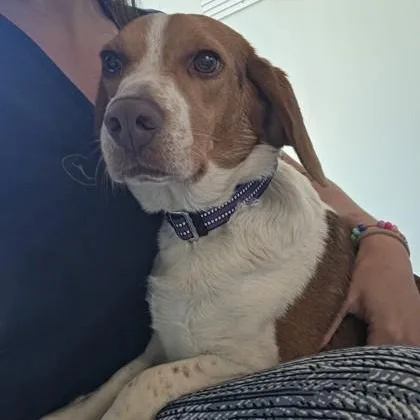 A young medium-sized female Red / Chestnut / Orange Beagle dog named Shug for adoption in Fernandina Beach, FL