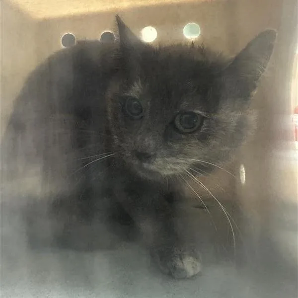 An adult medium-sized female Tortoiseshell Domestic Short Hair cat named Chocolate Amber for adoption in Tacoma, WA