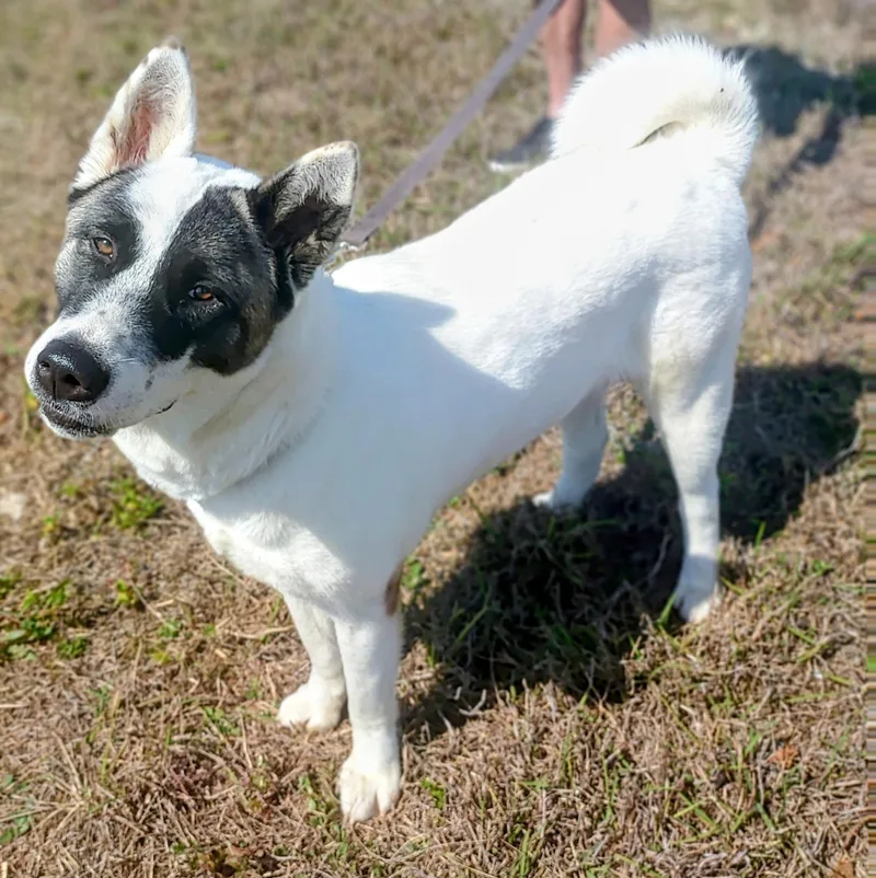 A young large-sized female Akita dog named Jasmine for adoption in Jacksonville, FL