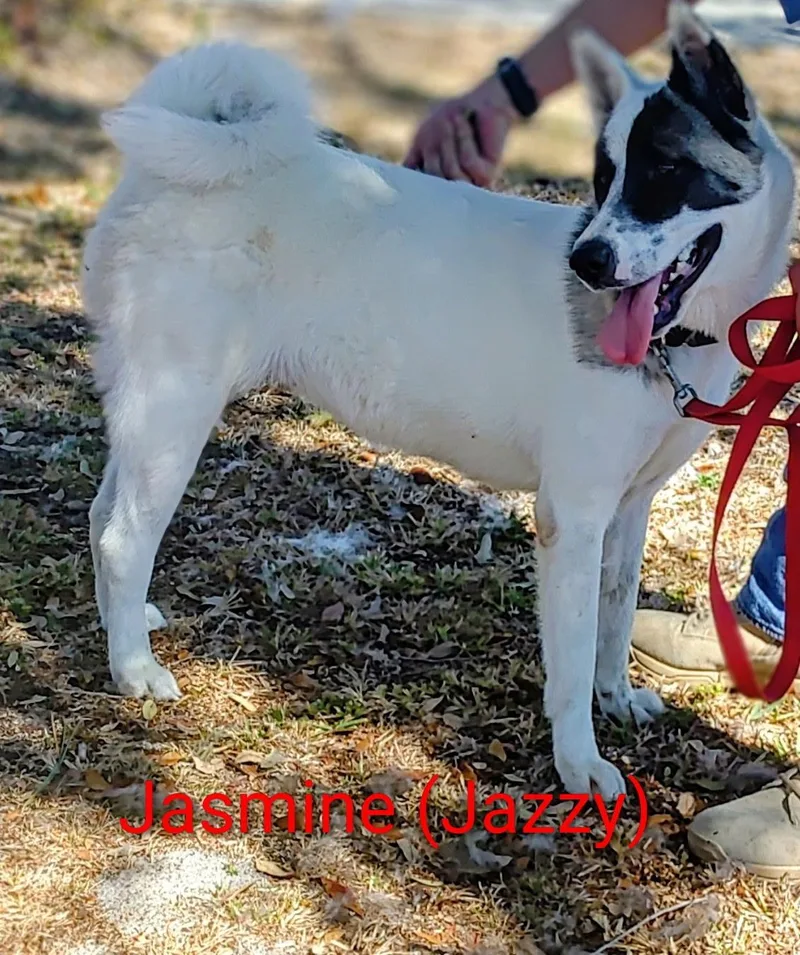 Jasmine thumbnail 2