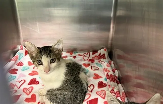 A baby small-sized female Domestic Short Hair cat named Sassy for adoption in Grand Prairie, TX