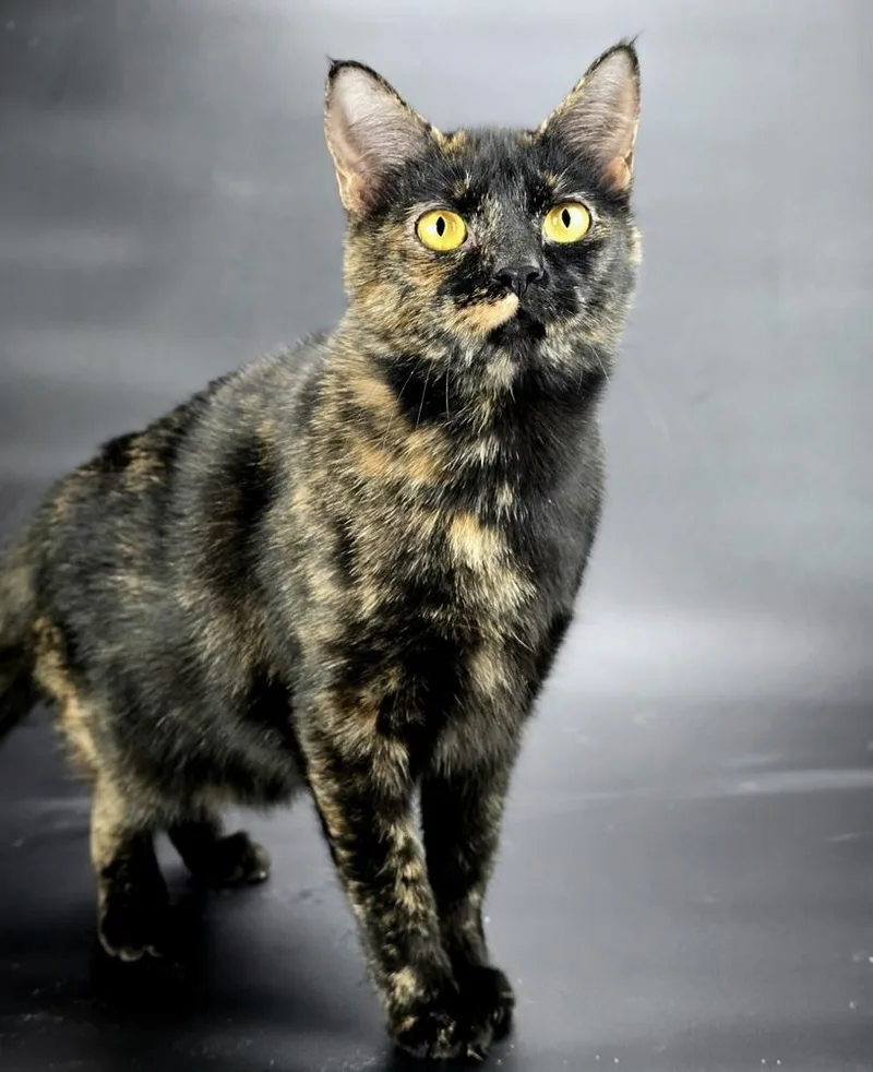 An adult medium-sized female Domestic Short Hair cat named Ashlyn for adoption in Sedalia, CO