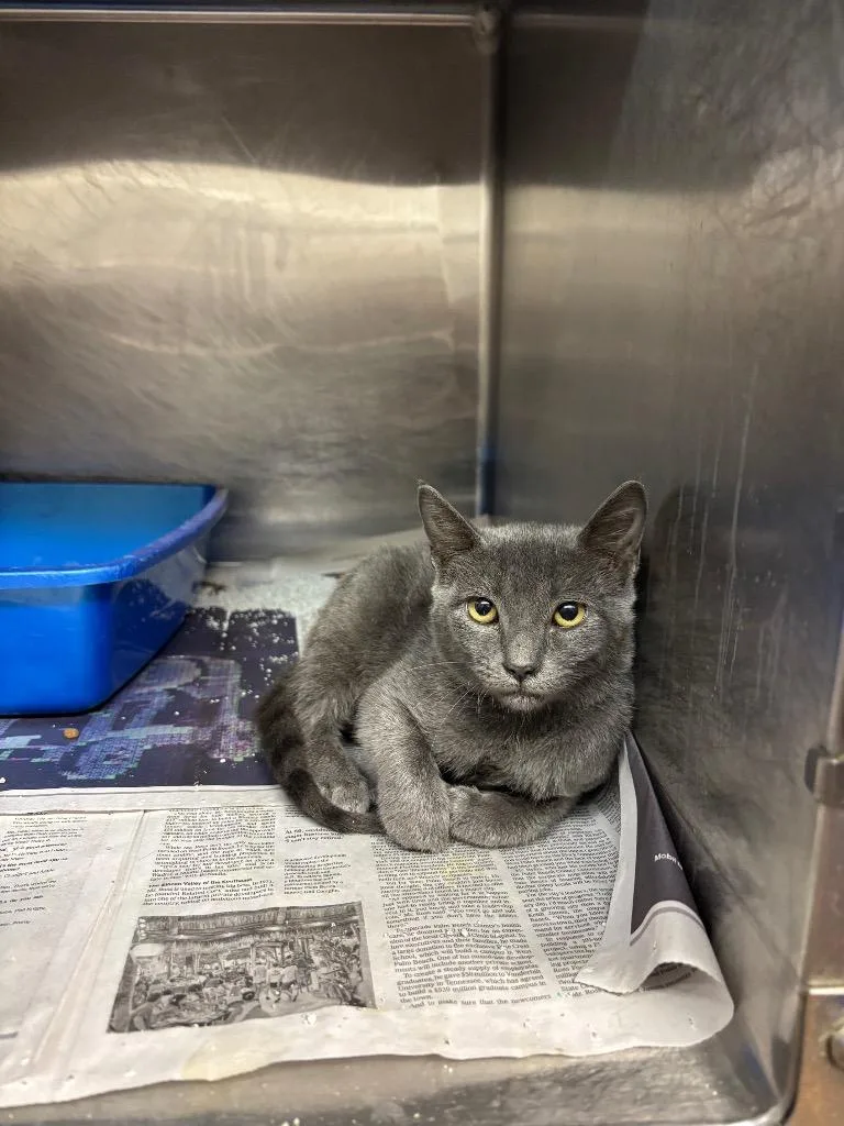A baby medium-sized male Domestic Short Hair cat named Stephen for adoption in Sorrento, LA