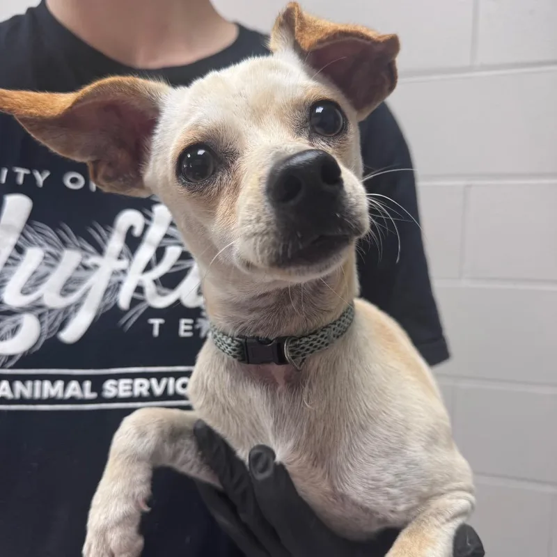 An adult small-sized male White / Cream Chihuahua dog named Walter for adoption in Lufkin, TX