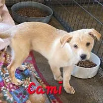 Cami