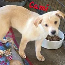 Cami thumbnail 3