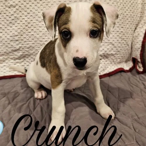 A baby small-sized male Mixed Breed dog named Crunch for adoption in Rockville, MD