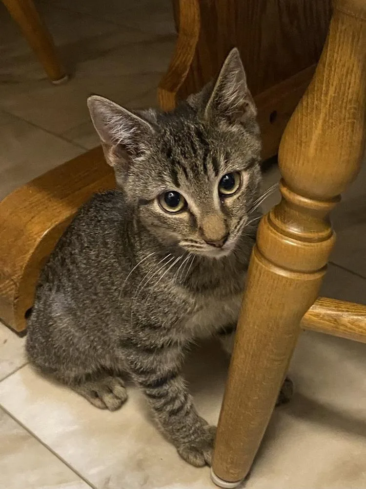 A baby small-sized male Brown / Chocolate Exotic Shorthair cat named Sonny Bono for adoption in Warren, CT