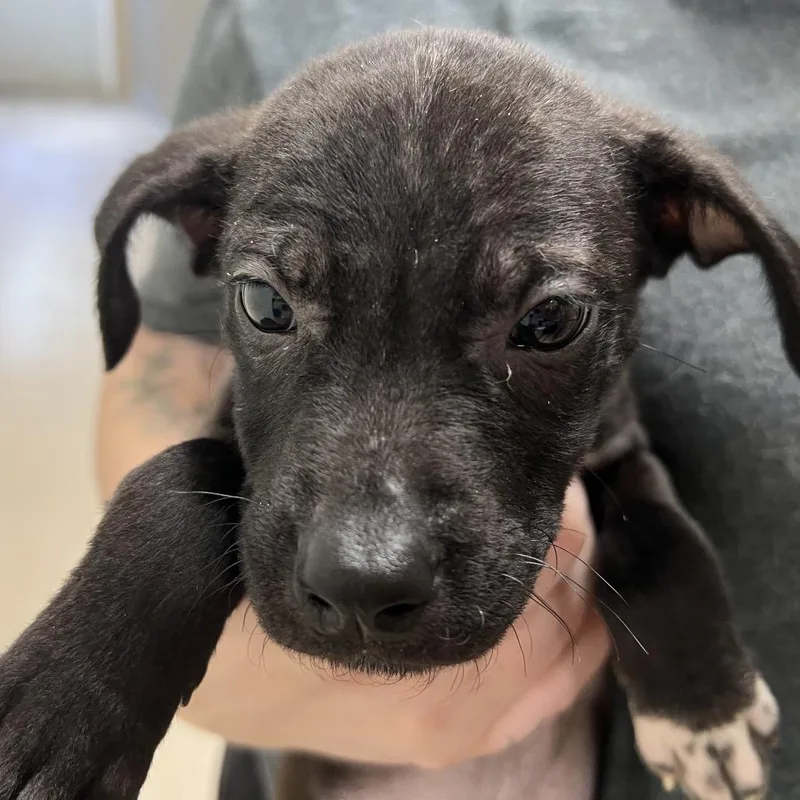 A baby medium-sized female Black Pit Bull Terrier dog named Otto for adoption in Pekin, IL